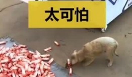 牛瓜条能涮锅吃吗视频,美味与营养的完美结合