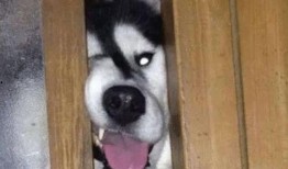 狗头吃瓜视频总集,笑料横生的视频总集回顾