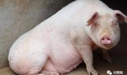 怀孕母猪吃角瓜好吗视频,孕期母猪食用角瓜的益处与注意事项