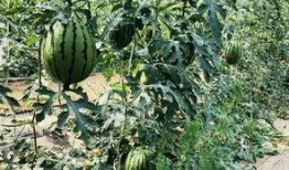 北京的吃瓜视频