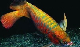 尼加拉瓜吃龙鱼视频大全,惊险刺激！尼加拉瓜龙鱼捕食瞬间大盘点