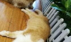 猫宁吃瓜视频大全,揭秘娱乐圈幕后故事