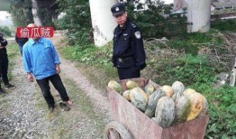 乌海市吃瓜事件真相视频