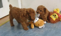 泰迪张大嘴吃瓜视频,萌态十足引网友爆笑