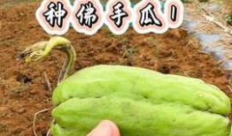 佛手瓜怎么吃啊视频,这样吃让你爱不释手