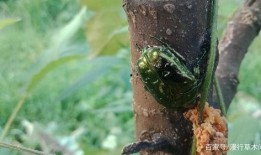 麦穗吃小瓜虫吗有毒吗视频,揭秘其安全性及潜在毒性