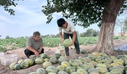 新疆吃瓜事件图片视频,真相与误解的交织