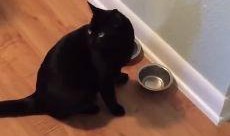 吃瓜小猫视频,萌宠视角下的趣味生活瞬间