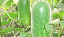 吃瓜勾脖子的视频大全图片,视频大全图片集锦