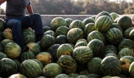 中国大型吃瓜视频下载,一网打尽全网热门内容