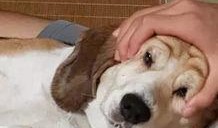 狗头吃瓜视频总集,笑料横生的视频总集回顾