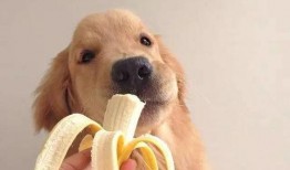 狗子爬墙吃瓜素材视频,萌态十足引网友爆笑