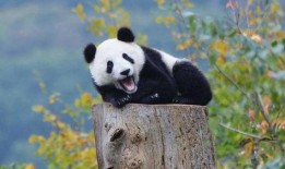 大熊猫吃葫芦瓜视频,萌态可掬的食趣瞬间