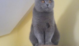 蓝猫吃瓜视频在线观看免费,欢乐无限，免费观看，尽享娱乐盛宴！