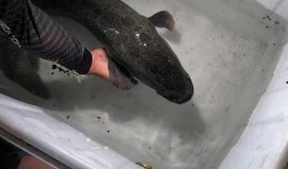 黑鱼视频吃瓜网页版在线观看,网页版在线观看，揭秘热门事件幕后真相