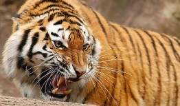 成都虎瓜怎么吃最好吃视频,解锁最佳食用秘籍，美味尽享