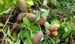 吃八月瓜拍视频