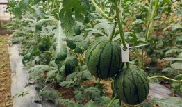 小吊瓜啃着吃怎么办视频,小吊瓜啃着吃的趣味体验分享