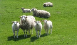 网红小羊吃瓜视频大全集,趣味视频大全集精彩回顾