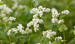 马路边吃野瓜视频大全下载,视频大全下载攻略