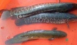 黑鱼视频吃瓜网页版在线观看,网页版在线观看，揭秘热门事件幕后真相