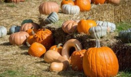 群众吃芥瓜视频素材,群众共享美味时光