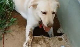 狗子爬墙吃瓜素材视频,萌态十足引网友爆笑