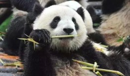 大熊猫吃葫芦瓜视频,萌态可掬的食趣瞬间