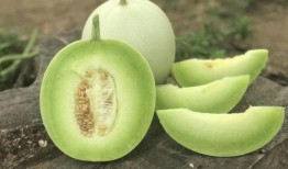 胶东玉瓜怎么吃最好吃视频,胶东玉瓜美味食法大揭秘