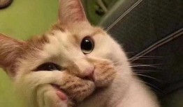 吃瓜遇到小猫变脸原视频,萌态瞬间引爆网络