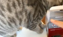 动漫吃瓜小猫咪视频大全,吃瓜小猫咪动漫视频大盘点