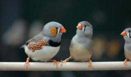 珍珠鸟可以吃梨瓜吗视频,梨瓜成为新宠