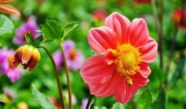 小丽花吃瓜视频,揭秘娱乐圈幕后故事