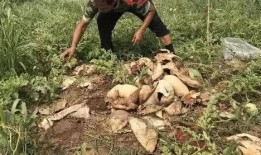 张家川吃瓜事件视频最新,视频揭露惊人真相，网友热议不断