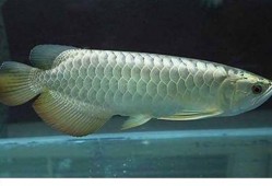 尼加拉瓜吃龙鱼视频大全,惊险刺激！尼加拉瓜龙鱼捕食瞬间大盘点