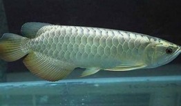 尼加拉瓜吃龙鱼视频大全,惊险刺激！尼加拉瓜龙鱼捕食瞬间大盘点