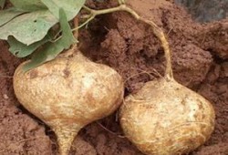 吃山土瓜可以减肥吗视频,真的能助你瘦身成功吗？