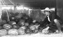 偃师吃瓜群众事件视频,一场网络舆论的风暴与反思