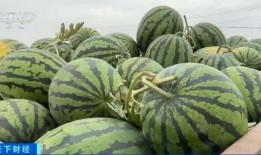 黑龙江吃瓜视频bt,揭秘网络热传的幕后故事