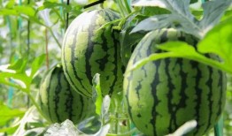 群众吃芥瓜视频素材,群众共享美味时光