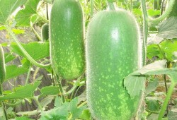 网爆全国各地吃瓜视频,各地特色美食视频大集合