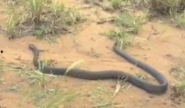 辛安小蛇吃瓜视频播放在线观看,独家在线观看，揭秘娱乐圈幕后故事