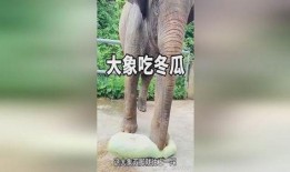 大象吃长腿瓜视频,揭秘大象如何享用长腿瓜美食