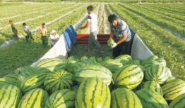 新疆吃瓜事件图片视频,真相与误解的交织